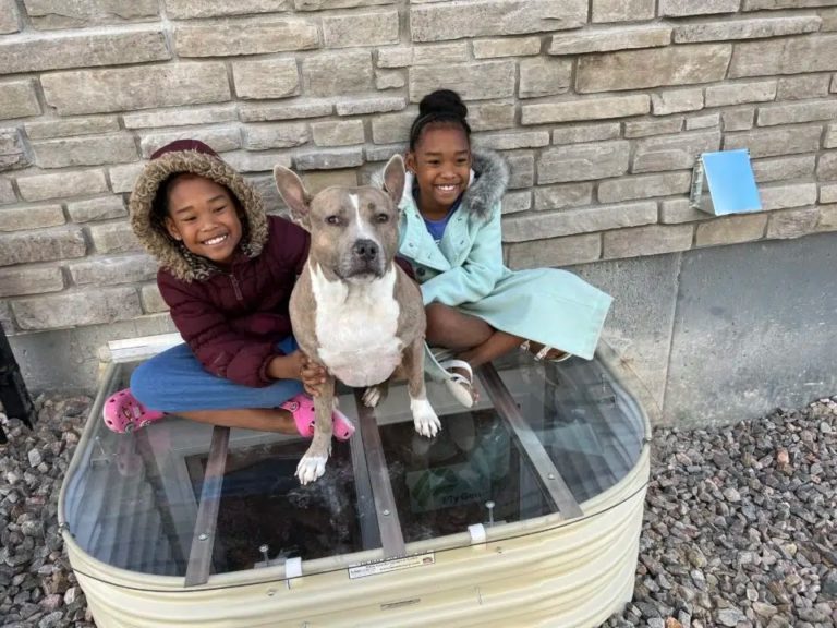 Two children and a dog sitting on a clear window well cover